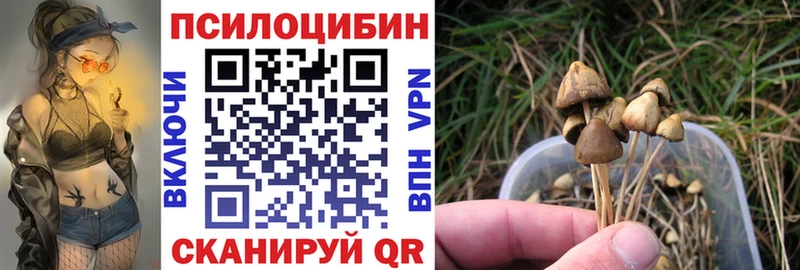 Купить где  Усть-Кут  Псилоцибиновые грибы Cubensis 
